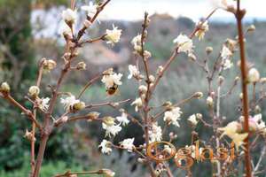 Starter za pcele jasmin (Lonicera fragrantissima) sadnice